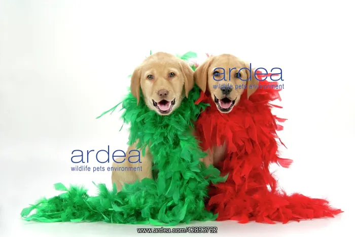 : DOG. Labrador Retriever puppies (9 wks old) - with : DOG. Labrador Retriever puppies (9 wks old) - with