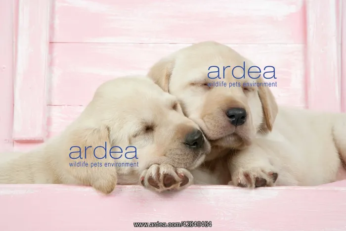 : DOG. Labrador retriever puppies asleep in a wooden box : DOG. Labrador retriever puppies asleep in a wooden box
