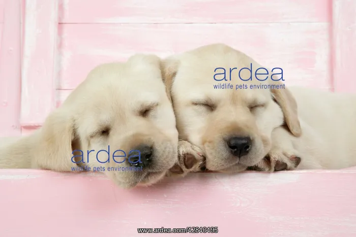 : DOG. Labrador retriever puppies asleep in a wooden box : DOG. Labrador retriever puppies asleep in a wooden box