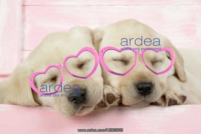: DOG. Labrador retriever puppies asleep in a wooden box weari : DOG. Labrador retriever puppies asleep in a wooden box weari