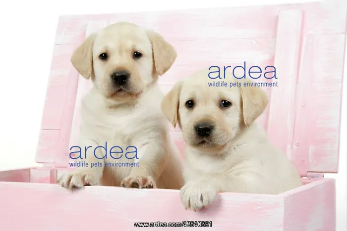 : DOG. Labrador retriever puppies in a wooden box : DOG. Labrador retriever puppies in a wooden box
