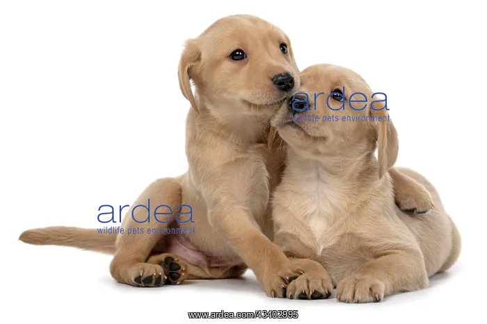  : DOG. Labrador Retriever puppies, x2 sitting together