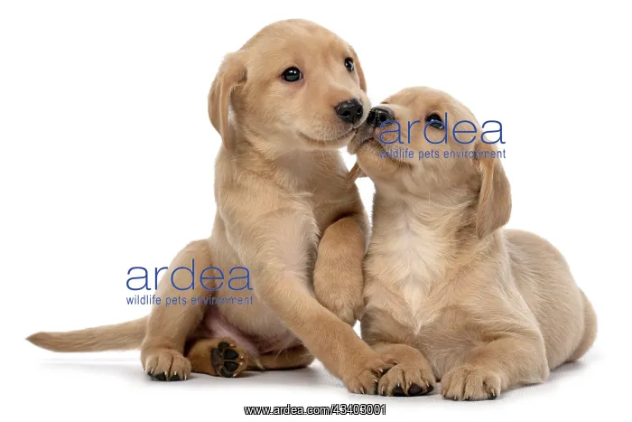 : DOG. Labrador Retriever puppies, x2 sitting together : DOG. Labrador Retriever puppies, x2 sitting together