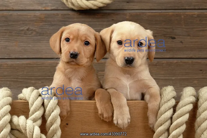 : DOG. Labrador Retriever puppies, x2, yellow, 7 : DOG. Labrador Retriever puppies, x2, yellow, 7