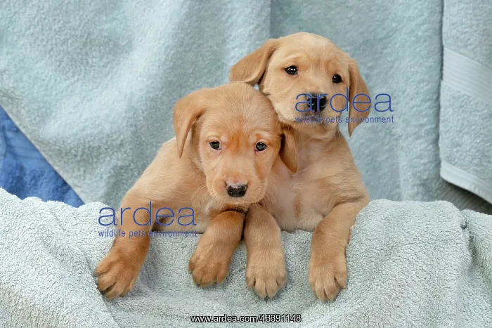 : DOG. Labrador Retriever puppies, x2, yellow, 7 : DOG. Labrador Retriever puppies, x2, yellow, 7