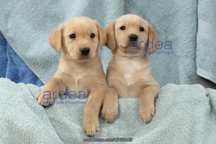 : DOG. Labrador Retriever puppies, x2, yellow, 7 : DOG. Labrador Retriever puppies, x2, yellow, 7