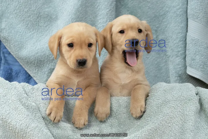 : DOG. Labrador Retriever puppies, x2, yellow, 7 : DOG. Labrador Retriever puppies, x2, yellow, 7