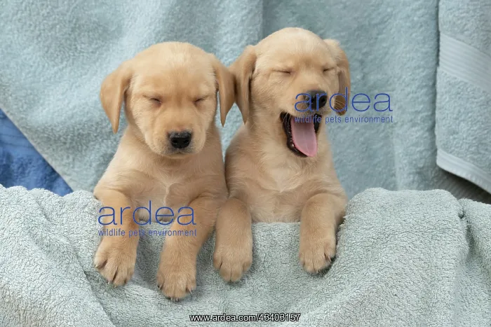 : DOG. Labrador Retriever puppies, x2, yellow, 7 : DOG. Labrador Retriever puppies, x2, yellow, 7