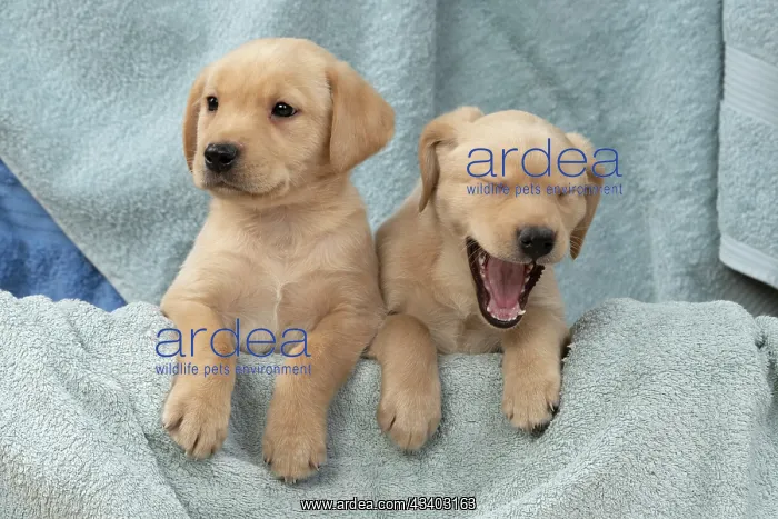 : DOG. Labrador Retriever puppies, x2, yellow, 7 : DOG. Labrador Retriever puppies, x2, yellow, 7