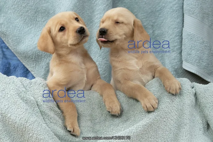 : DOG. Labrador Retriever puppies, x2, yellow, 7 : DOG. Labrador Retriever puppies, x2, yellow, 7