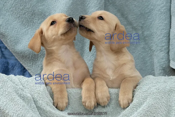 : DOG. Labrador Retriever puppies, x2, yellow, 7 : DOG. Labrador Retriever puppies, x2, yellow, 7