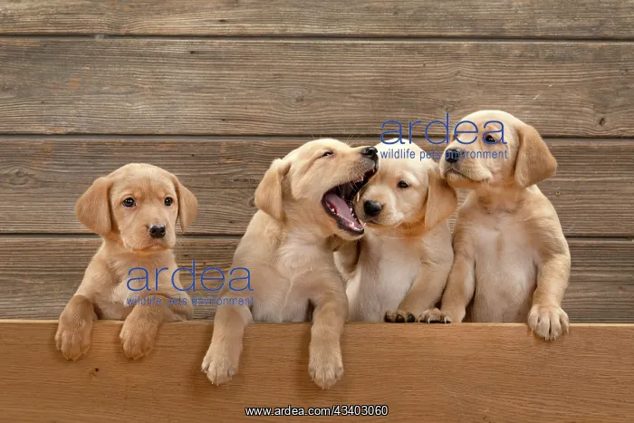 : DOG. Labrador Retriever puppies, x4, yellow, 7 : DOG. Labrador Retriever puppies, x4, yellow, 7