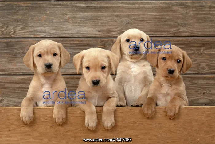 : DOG. Labrador Retriever puppies, x4, yellow, 7 : DOG. Labrador Retriever puppies, x4, yellow, 7