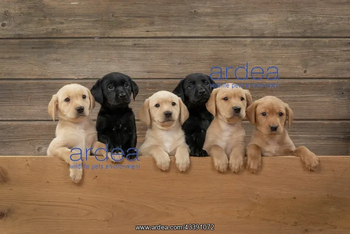 : DOG. Labrador Retriever puppies, x6 sitting together : DOG. Labrador Retriever puppies, x6 sitting together