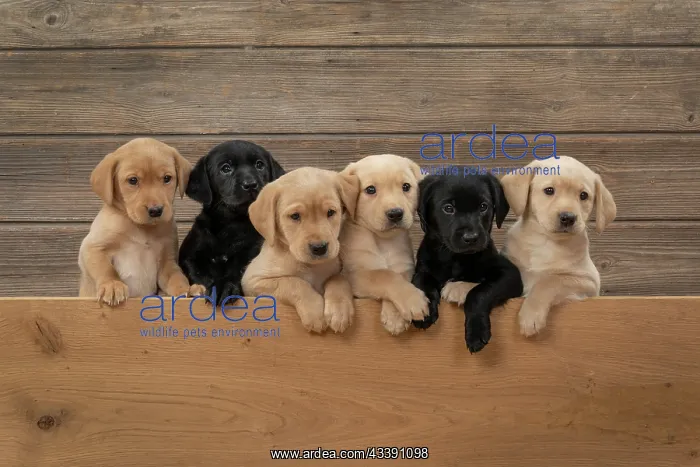 : DOG. Labrador Retriever puppies, x6 sitting together : DOG. Labrador Retriever puppies, x6 sitting together