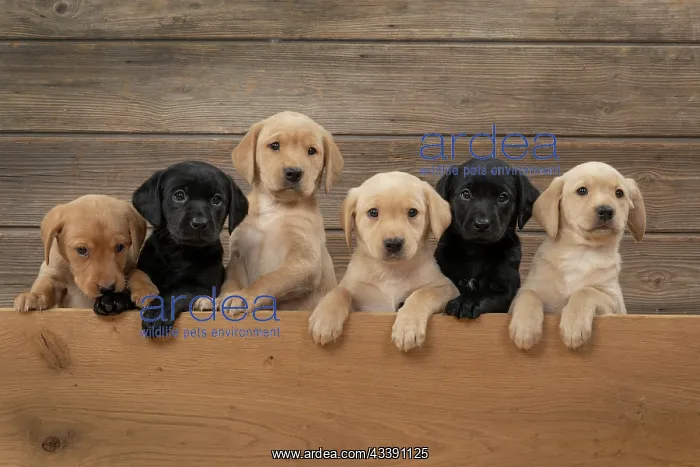 : DOG. Labrador Retriever puppies, x6 sitting together : DOG. Labrador Retriever puppies, x6 sitting together