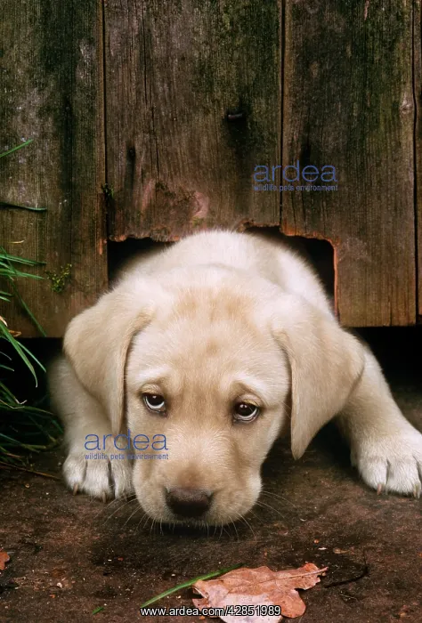 : Dog - Labrador Retriever Puppy : Dog - Labrador Retriever Puppy