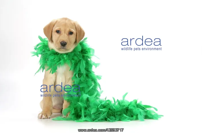  : DOG - Labrador Retriever puppy (9 wks old ) with