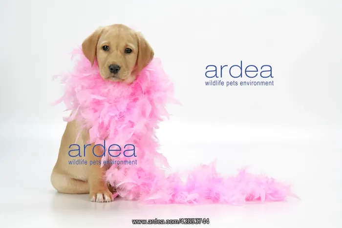 : DOG - Labrador Retriever puppy (9 wks old) with : DOG - Labrador Retriever puppy (9 wks old) with