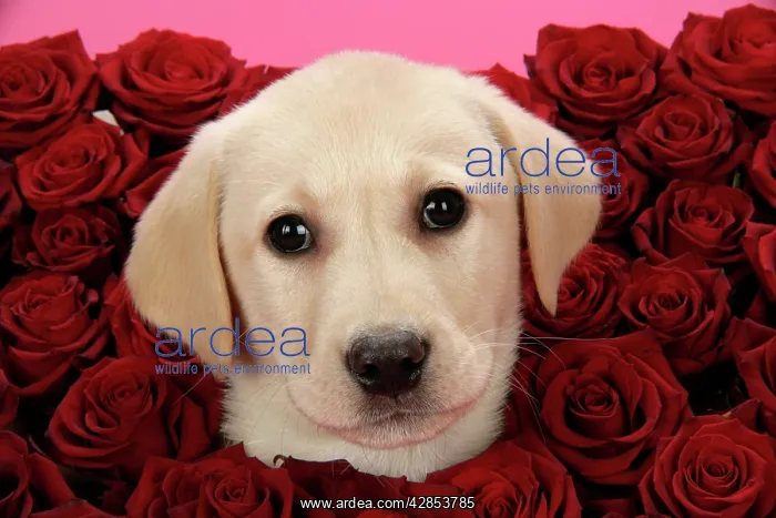 : DOG. Labrador Retriever puppy ( 9 wks old ) : DOG. Labrador Retriever puppy ( 9 wks old )
