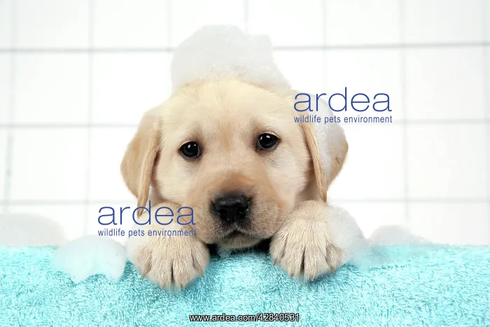 : DOG. Labrador retriever puppy with in bath with soap bubbles : DOG. Labrador retriever puppy with in bath with soap bubbles