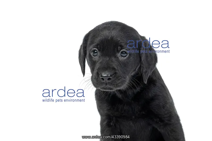 : DOG. Labrador Retriever puppy, black, 7 weeks old : DOG. Labrador Retriever puppy, black, 7 weeks old