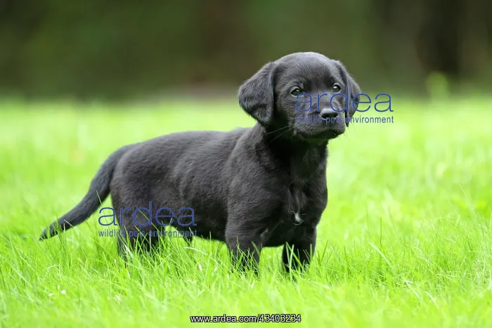 : DOG. Labrador Retriever puppy, black, 7 weeks old : DOG. Labrador Retriever puppy, black, 7 weeks old