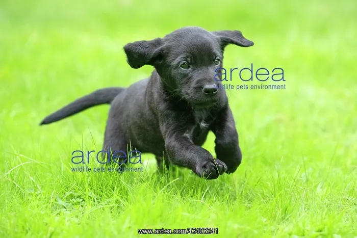 : DOG. Labrador Retriever puppy, black, 7 weeks old : DOG. Labrador Retriever puppy, black, 7 weeks old