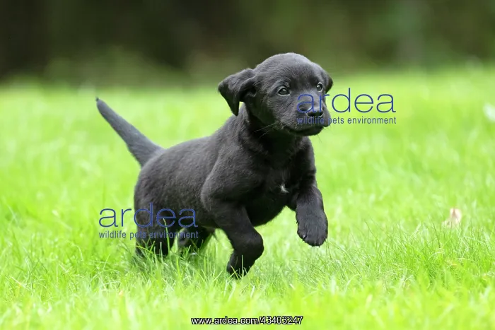 : DOG. Labrador Retriever puppy, black, 7 weeks old : DOG. Labrador Retriever puppy, black, 7 weeks old