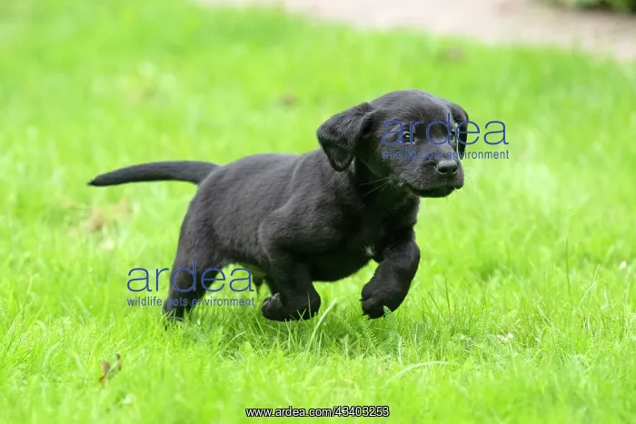 : DOG. Labrador Retriever puppy, black, 7 weeks old : DOG. Labrador Retriever puppy, black, 7 weeks old