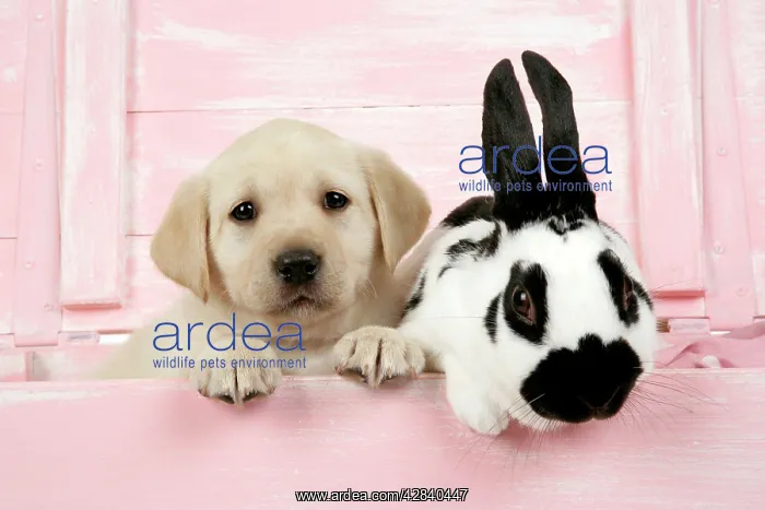 : DOG. Labrador retriever puppy & English rabbit : DOG. Labrador retriever puppy & English rabbit