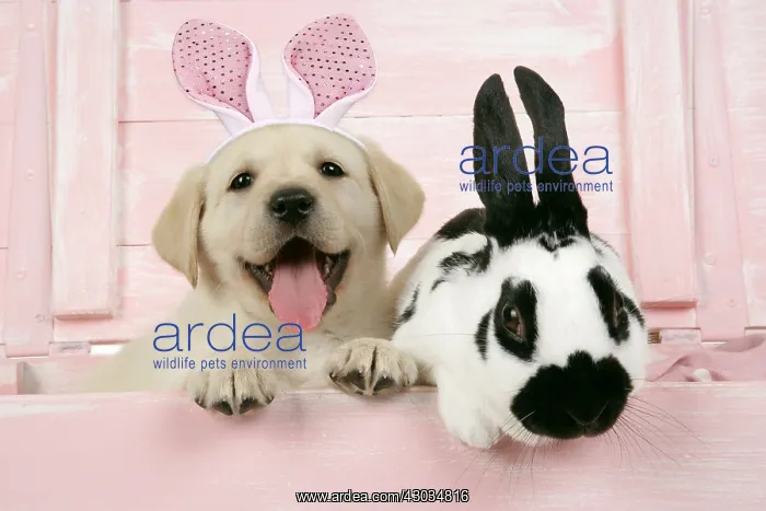 : DOG. Labrador retriever puppy & English rabbit : DOG. Labrador retriever puppy & English rabbit