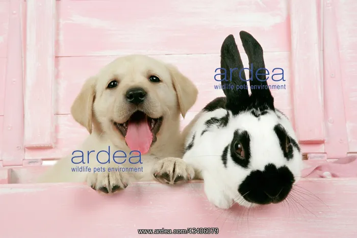 : DOG. Labrador retriever puppy & English rabbit : DOG. Labrador retriever puppy & English rabbit