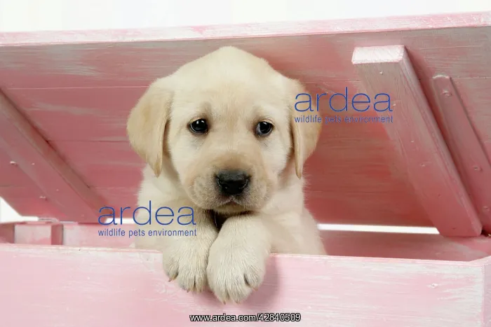  : DOG. Labrador retriever puppy looking out of a wooden box