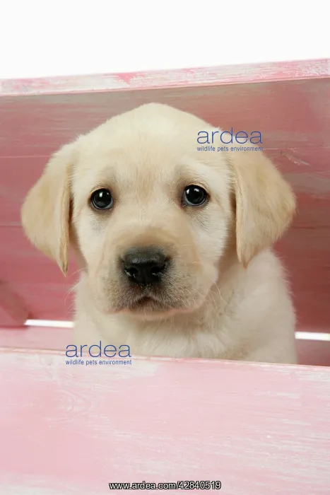 : DOG. Labrador retriever puppy looking out of a wooden box : DOG. Labrador retriever puppy looking out of a wooden box
