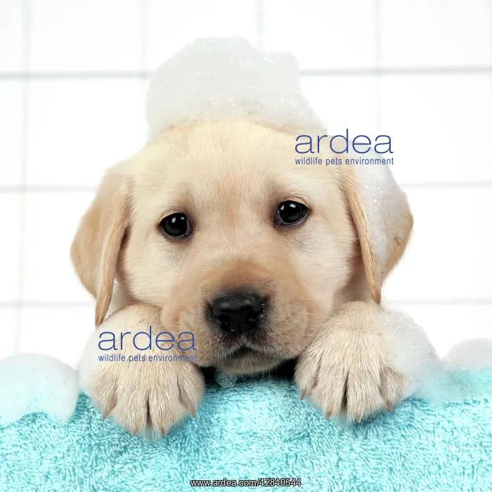  : DOG. Labrador retriever puppy with soap bubbles