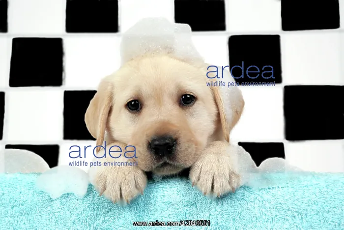  : DOG. Labrador retriever puppy with soap bubbles