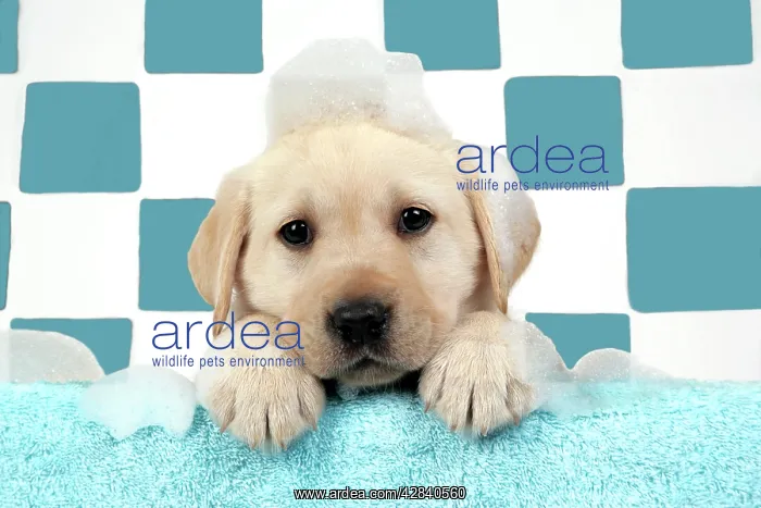  : DOG. Labrador retriever puppy with soap bubbles