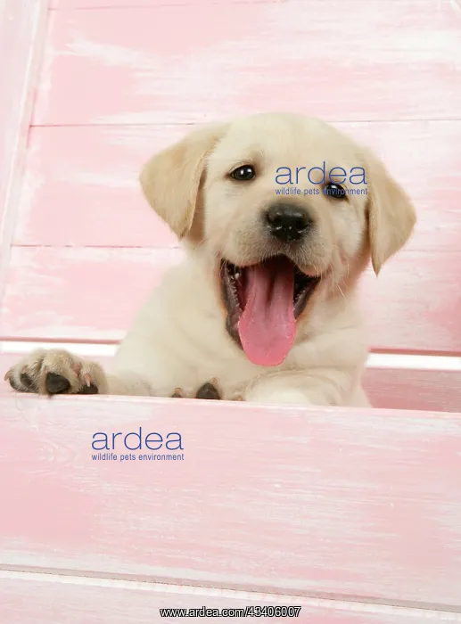  : DOG. Labrador retriever puppy in a wooden box