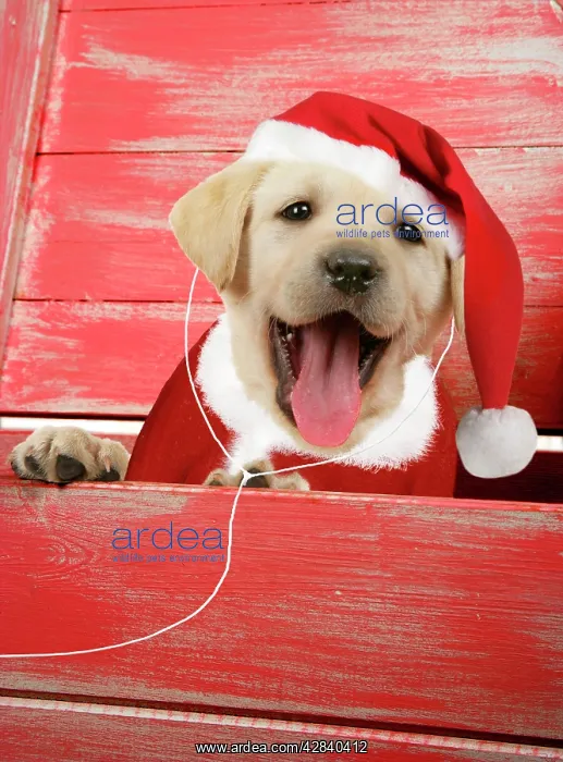 : DOG. Labrador retriever puppy in a wooden box dressed : DOG. Labrador retriever puppy in a wooden box dressed