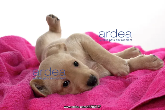 : DOG. Labrador Retriever puppy, yellow, 7 weeks old : DOG. Labrador Retriever puppy, yellow, 7 weeks old