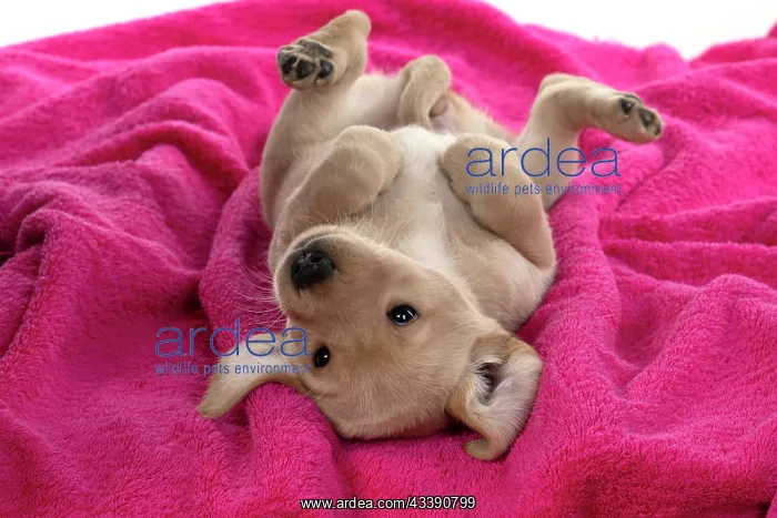 : DOG. Labrador Retriever puppy, yellow, 7 weeks old : DOG. Labrador Retriever puppy, yellow, 7 weeks old