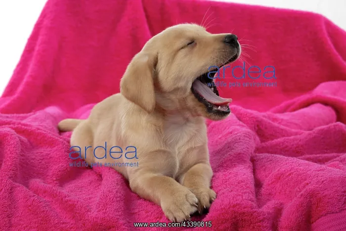 : DOG. Labrador Retriever puppy, yellow, 7 weeks old : DOG. Labrador Retriever puppy, yellow, 7 weeks old