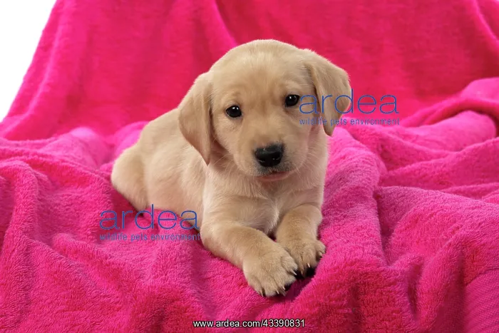 : DOG. Labrador Retriever puppy, yellow, 7 weeks old : DOG. Labrador Retriever puppy, yellow, 7 weeks old