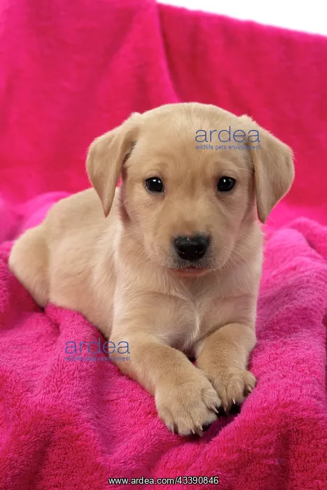 : DOG. Labrador Retriever puppy, yellow, 7 weeks old : DOG. Labrador Retriever puppy, yellow, 7 weeks old