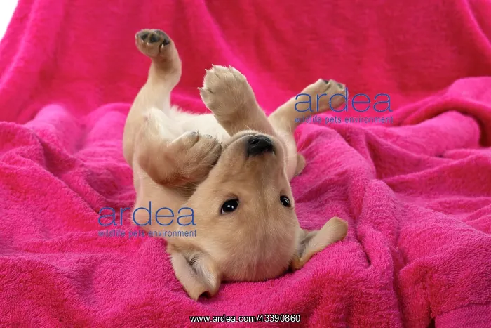 : DOG. Labrador Retriever puppy, yellow, 7 weeks old : DOG. Labrador Retriever puppy, yellow, 7 weeks old