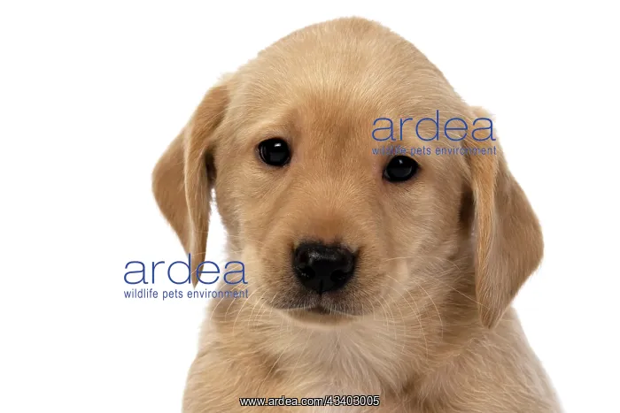 : DOG. Labrador Retriever puppy, yellow, 7 weeks old : DOG. Labrador Retriever puppy, yellow, 7 weeks old