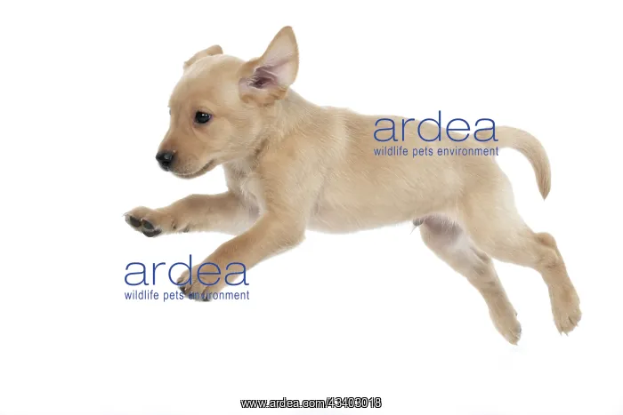 : DOG. Labrador Retriever puppy, yellow, 7 weeks old : DOG. Labrador Retriever puppy, yellow, 7 weeks old