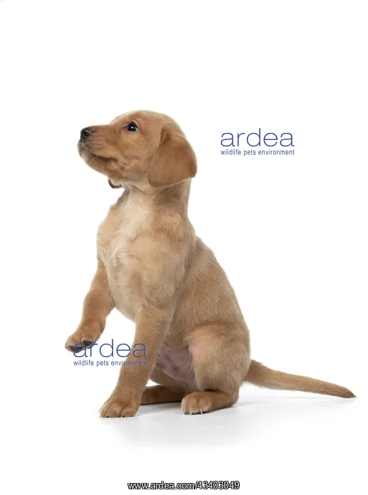 : DOG. Labrador Retriever puppy, yellow, 7 weeks old : DOG. Labrador Retriever puppy, yellow, 7 weeks old