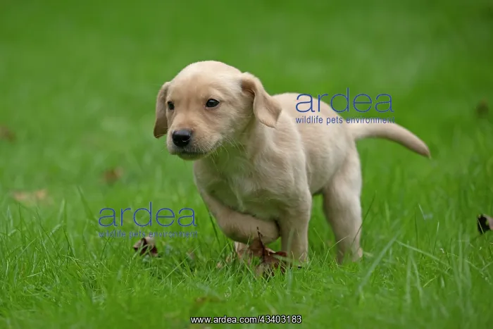 : DOG. Labrador Retriever puppy, yellow, 7 weeks old : DOG. Labrador Retriever puppy, yellow, 7 weeks old